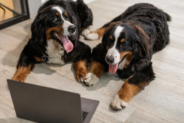 Keeping Floors Clean With Pet-dogs at Home